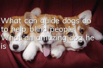 What can guide dogs do to help blind people? What an amazing dog he is!