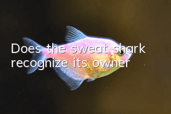 Does the sweat shark recognize its owner?