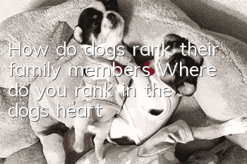 How do dogs rank their family members? Where do you rank in the dog's heart?