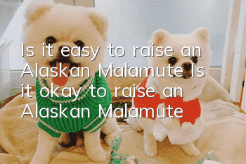 Is it easy to raise an Alaskan Malamute? Is it okay to raise an Alaskan Malamute?