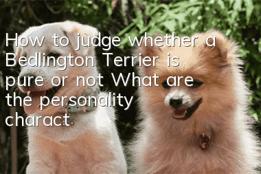 How to judge whether a Bedlington Terrier is pure or not? What are the personality characteristics of a Bedlington Terrier?