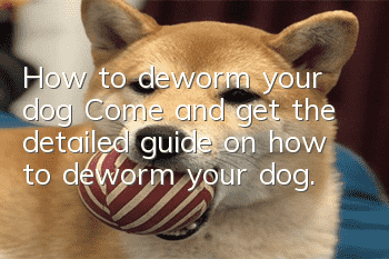 How to deworm your dog? Come and get the detailed guide on how to deworm your dog.