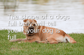 The shape of a dog’s full belly will tell you if your dog is full!