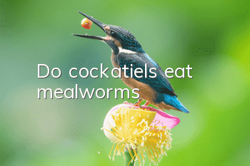Do cockatiels eat mealworms?
