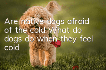 Are native dogs afraid of the cold? What do dogs do when they feel cold?