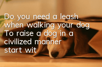 Do you need a leash when walking your dog? To raise a dog in a civilized manner, start with yourself!