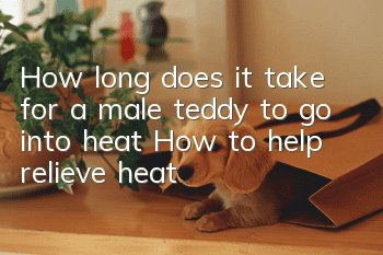 How long does it take for a male teddy to go into heat? How to help relieve heat?