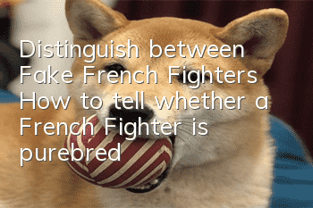 Distinguish between Fake French Fighters How to tell whether a French Fighter is purebred?