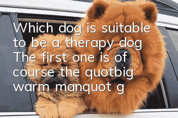 Which dog is suitable to be a therapy dog? The first one is of course the "big warm man" golden retriever!