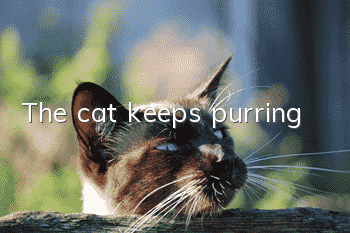The cat keeps purring