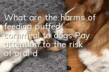 What are the harms of feeding puffed cornmeal to dogs? Pay attention to the risk of oral diseases!