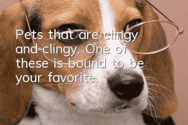 Pets that are clingy and clingy. One of these is bound to be your favorite.