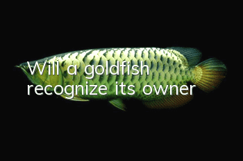 Will a goldfish recognize its owner?