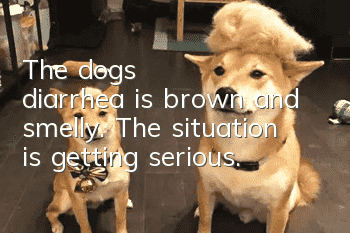 The dog's diarrhea is brown and smelly. The situation is getting serious.