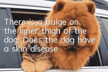There is a bulge on the inner thigh of the dog. Does the dog have a skin disease?