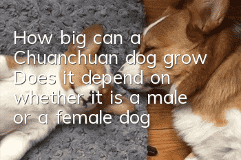 How big can a Chuanchuan dog grow? Does it depend on whether it is a male or a female dog?