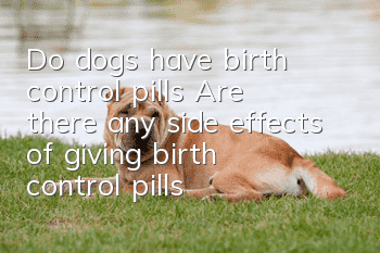 Do dogs have birth control pills? Are there any side effects of giving birth control pills to dogs?