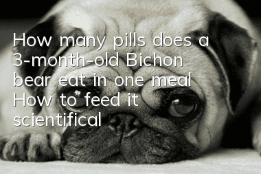 How many pills does a 3-month-old Bichon bear eat in one meal? How to feed it scientifically?