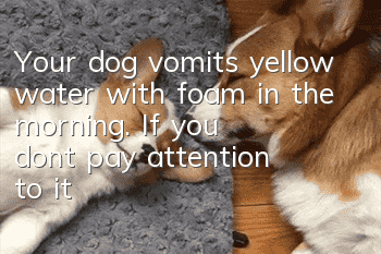 Your dog vomits yellow water with foam in the morning. If you don’t pay attention to it, it may develop into gastritis!