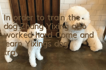 In order to train the dog, Zhang Yixing also worked hard! Come and learn Yixing’s dog training methods~