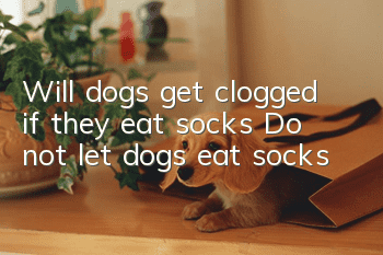 Will dogs get clogged if they eat socks? Do not let dogs eat socks