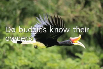 Do budgies know their owners?