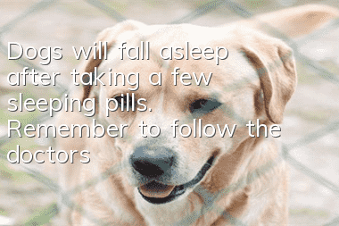 Dogs will fall asleep after taking a few sleeping pills. Remember to follow the doctor’s advice!