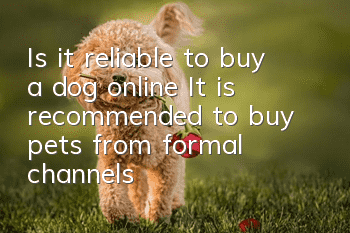 Is it reliable to buy a dog online? It is recommended to buy pets from formal channels
