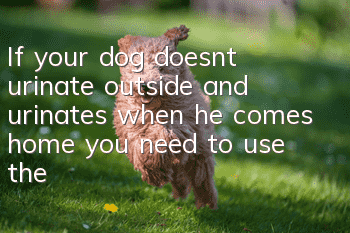 If your dog doesn’t urinate outside and urinates when he comes home, you need to use the right method to correct it.