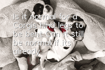 Is it normal for a Corgi’s hind legs to be bent? Can it still be normal if it’s already bent?