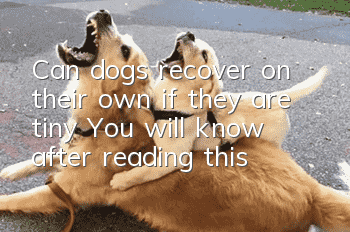 Can dogs recover on their own if they are tiny? You will know after reading this