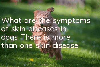 What are the symptoms of skin diseases in dogs? There is more than one skin disease!