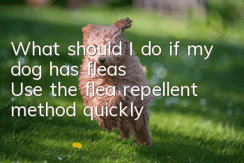 What should I do if my dog has fleas? Use the flea repellent method quickly!