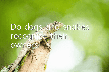 Do dogs and snakes recognize their owners?