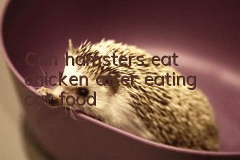 Can hamsters eat chicken after eating cat food?