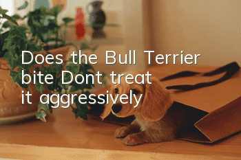 Does the Bull Terrier bite? Don't treat it aggressively!