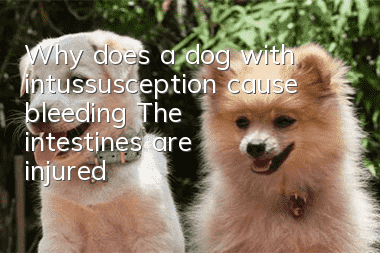 Why does a dog with intussusception cause bleeding? The intestines are injured!