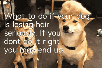 What to do if your dog is losing hair seriously. If you don’t do it right, you may end up with a bald dog.