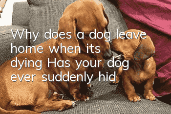 Why does a dog leave home when it’s dying? Has your dog ever suddenly hid?