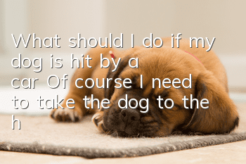 What should I do if my dog is hit by a car? Of course, I need to take the dog to the hospital in time.
