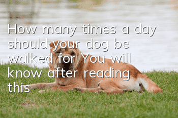 How many times a day should your dog be walked for? You will know after reading this!