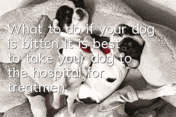 What to do if your dog is bitten? It is best to take your dog to the hospital for treatment.