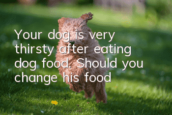 Your dog is very thirsty after eating dog food. Should you change his food?