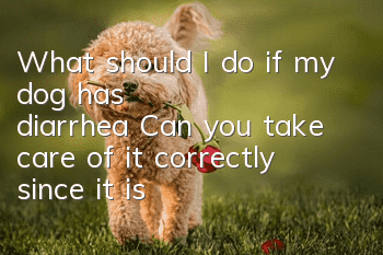 What should I do if my dog has diarrhea? Can you take care of it correctly since it is born with a fragile gastrointestinal system?