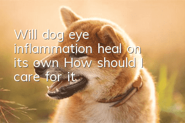 Will dog eye inflammation heal on its own? How should I care for it?
