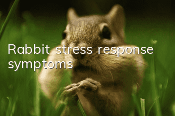 Rabbit stress response symptoms