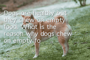 Dogs are healthy but they chew on empty food. What is the reason why dogs chew on empty food?