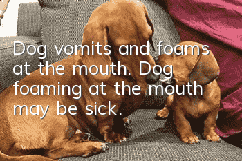 Dog vomits and foams at the mouth. Dog foaming at the mouth may be sick.