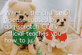 What is the chance of disease caused by a dog scratch? CCTV official teaches you how to judge