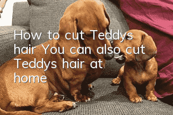 How to cut Teddy’s hair? You can also cut Teddy’s hair at home!